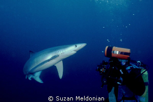 'What chu lookin' at bub?'
Blue Shark whips back towards... by Suzan Meldonian 